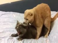 Beast Porn - Owner captures their two cats fucking on the sofa